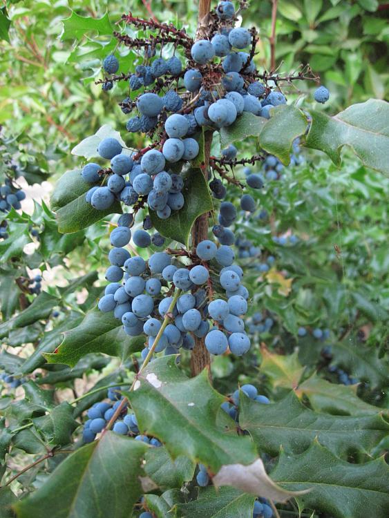 -oregon-grape-1.jpg