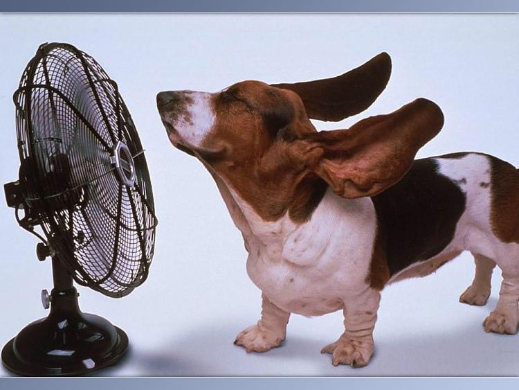 How's your weather-5bassetthoundandfan.jpg