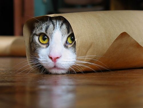 Funny and Geeky Cool Pics [3]-cat-roll.jpg