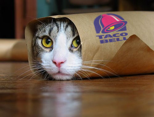 Funny and Geeky Cool Pics [3]-taco-cat2.jpg