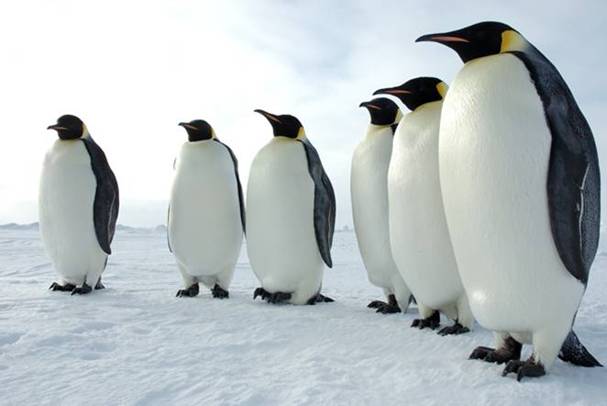 See Every Single Device Connected to the Internet-penguins_circle.jpg