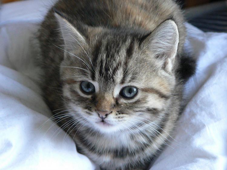 Show us your cats-grey-white-kittensgrey-kitten-wallpaper-cute-cat-wallpapers-mobile-grey-rhfddanp.jpg