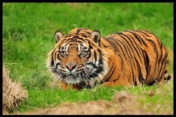 Happy Birthday kado897-9837895-male-sumatran-tiger-hiding-ambush-while-stalking-its-prey-moments-before-attack.jpg