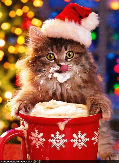 Cute animals-funny-pictures-christmas-cats.jpeg.jpg