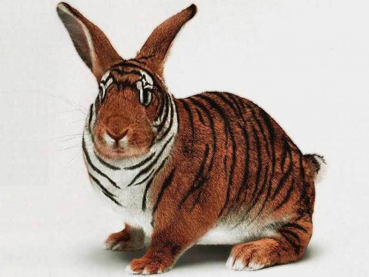 What do you think will happen next?-tiger-rabbit-animals-2960121-800-600.jpg