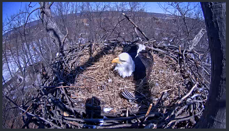 Live Bald Eagle Nest Cam-eagle1pm.png