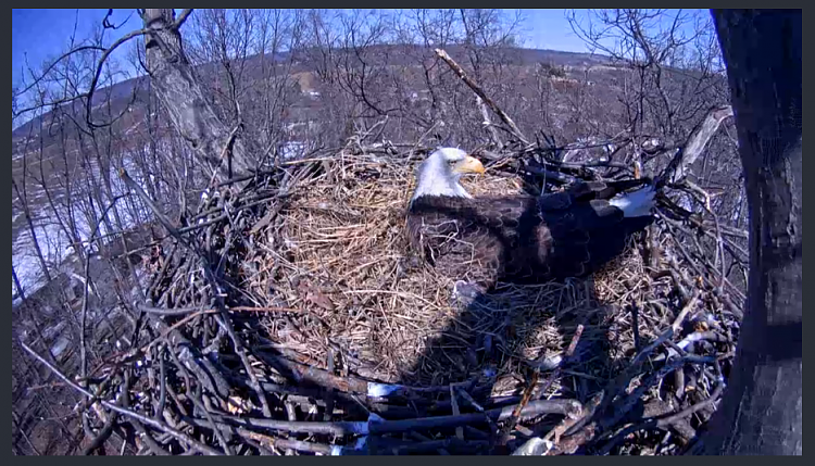 Live Bald Eagle Nest Cam-eagle2.png