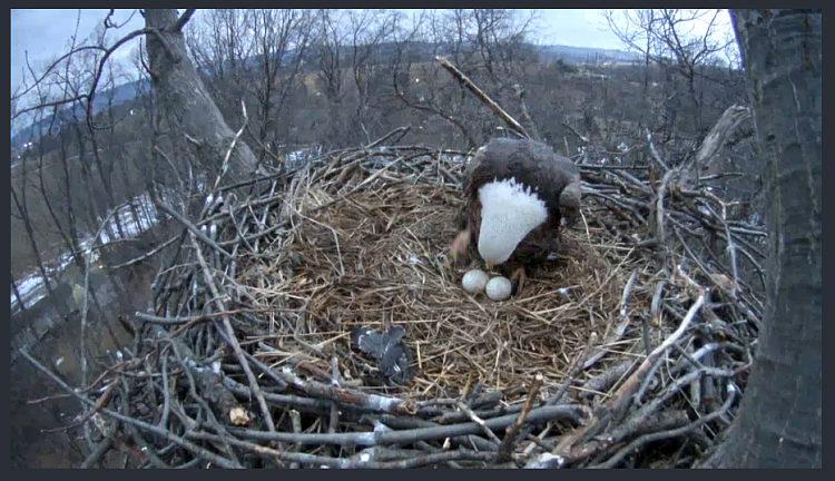 Live Bald Eagle Nest Cam-eagle3.png