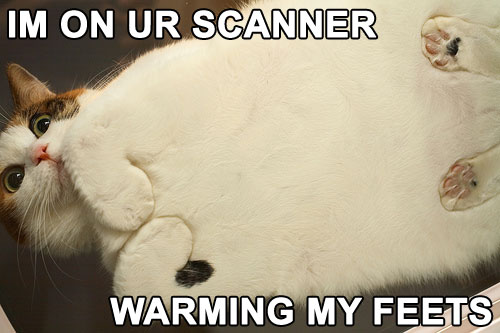 Motivation of the humourous-scan_cat.jpg