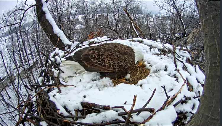 Live Bald Eagle Nest Cam-eagle4.png