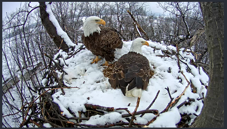 Live Bald Eagle Nest Cam-eagle5.png