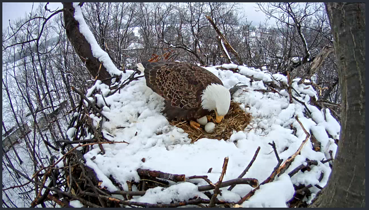 Live Bald Eagle Nest Cam-eagle6.png