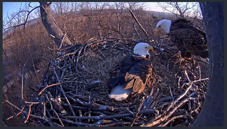 Live Bald Eagle Nest Cam-eagle7.png