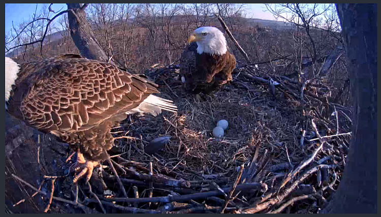 Live Bald Eagle Nest Cam-eagle8.png