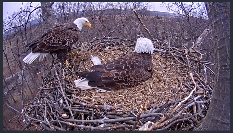 Live Bald Eagle Nest Cam-eagle9.png