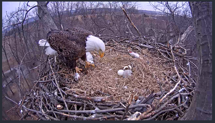 Live Bald Eagle Nest Cam-eagle10.png