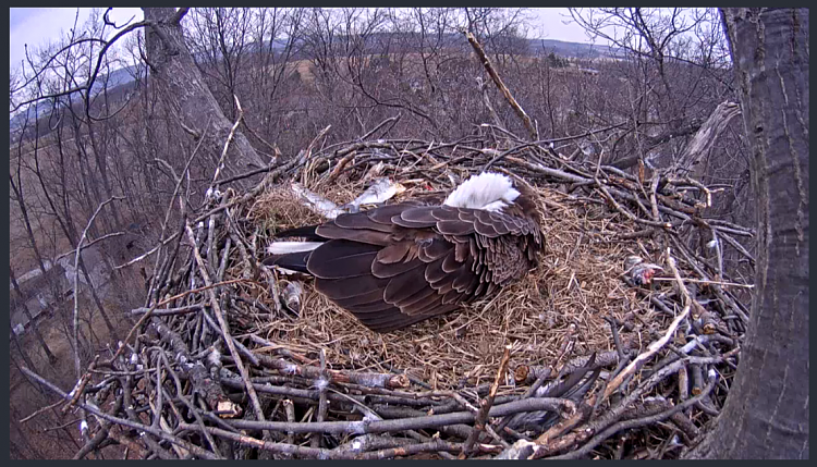 Live Bald Eagle Nest Cam-eagle11.png