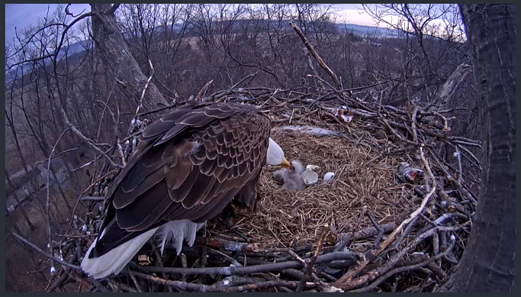 Live Bald Eagle Nest Cam-eagle12.png
