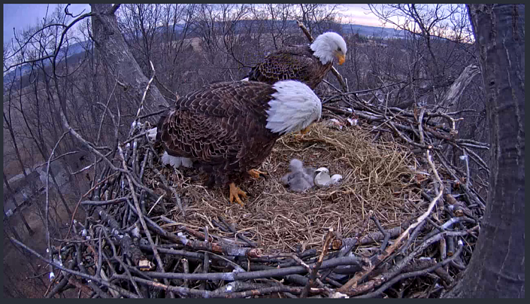 Live Bald Eagle Nest Cam-e15.png