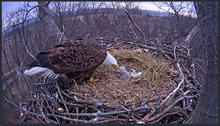 Live Bald Eagle Nest Cam-e17.png