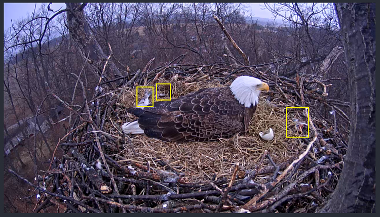 Live Bald Eagle Nest Cam-e18.png