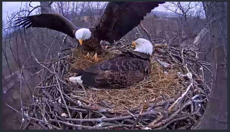 Live Bald Eagle Nest Cam-e20.png