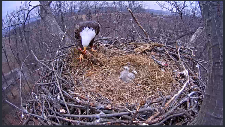 Live Bald Eagle Nest Cam-e21.png