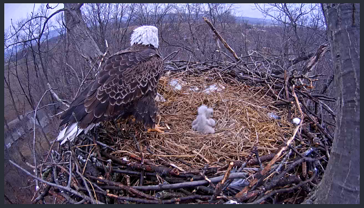 Live Bald Eagle Nest Cam-e22.png