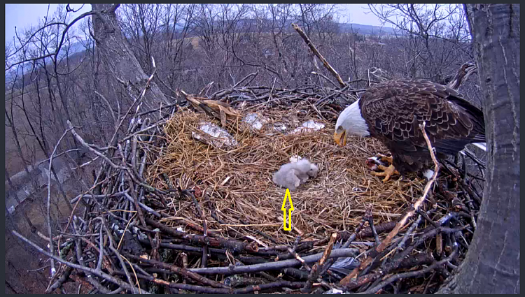 Live Bald Eagle Nest Cam-e23.png