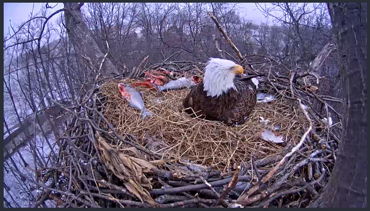 Live Bald Eagle Nest Cam-e25.png