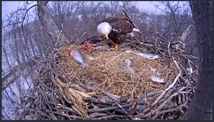 Live Bald Eagle Nest Cam-e26.png