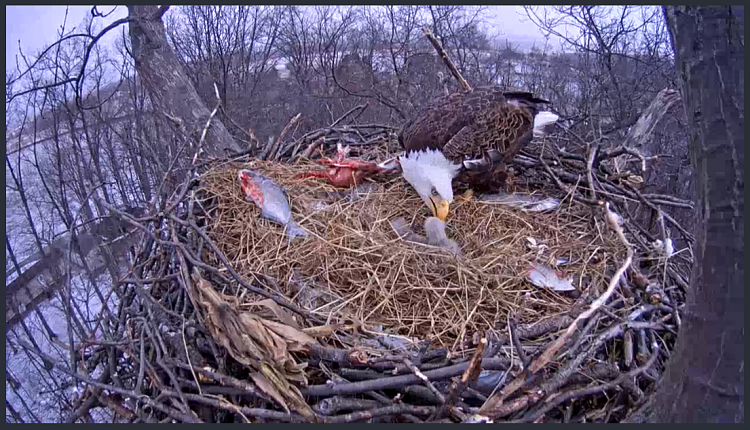 Live Bald Eagle Nest Cam-327.png