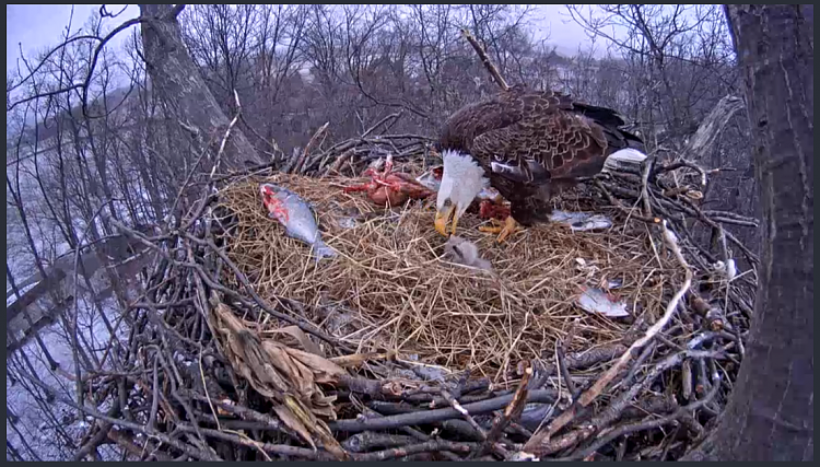 Live Bald Eagle Nest Cam-e28.png