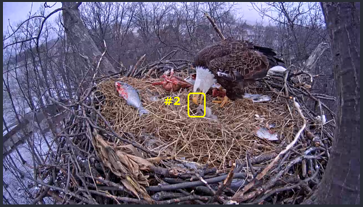 Live Bald Eagle Nest Cam-e28_1.png