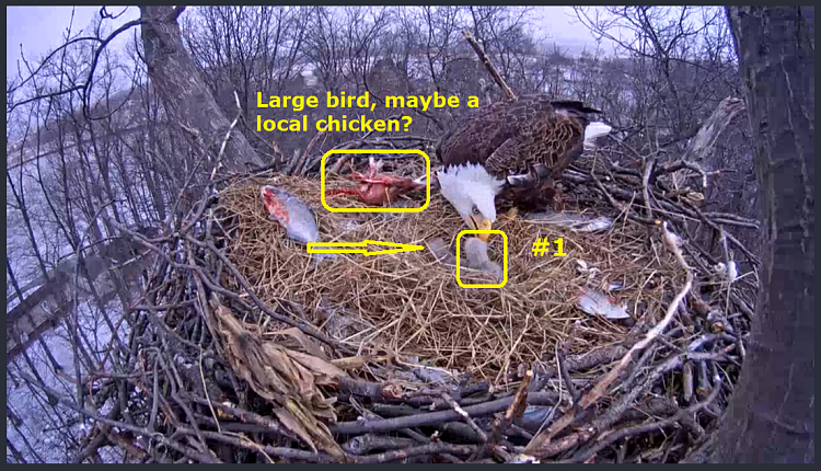 Live Bald Eagle Nest Cam-327_1.png