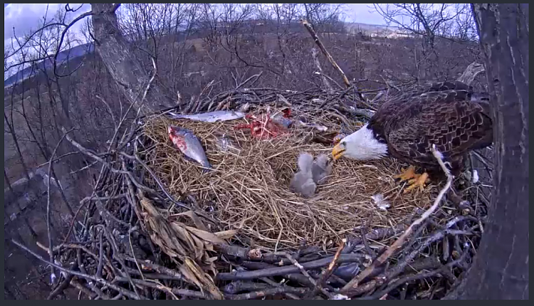 Live Bald Eagle Nest Cam-e29.png