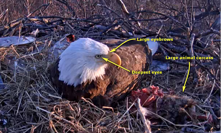 Live Bald Eagle Nest Cam-e32.png