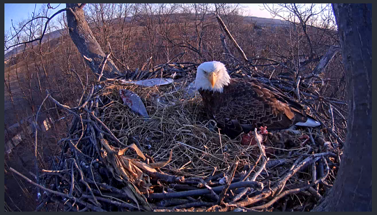 Live Bald Eagle Nest Cam-e31.png