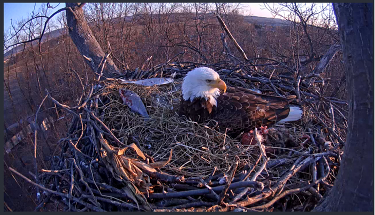 Live Bald Eagle Nest Cam-e30.png