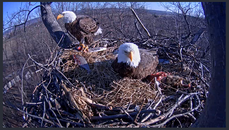 Live Bald Eagle Nest Cam-e33.png