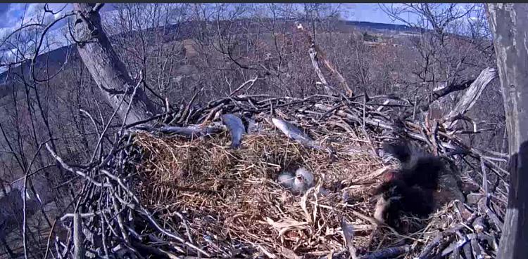 Live Bald Eagle Nest Cam-e34.jpg