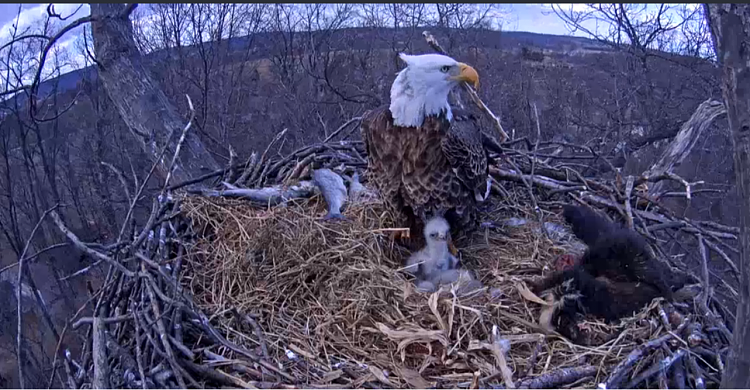 Live Bald Eagle Nest Cam-e35.png
