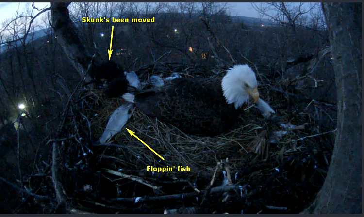 Live Bald Eagle Nest Cam-e36.png