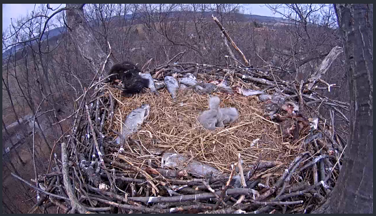 Live Bald Eagle Nest Cam-e37.png