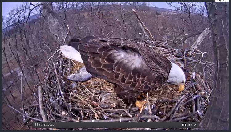 Live Bald Eagle Nest Cam-e38.png