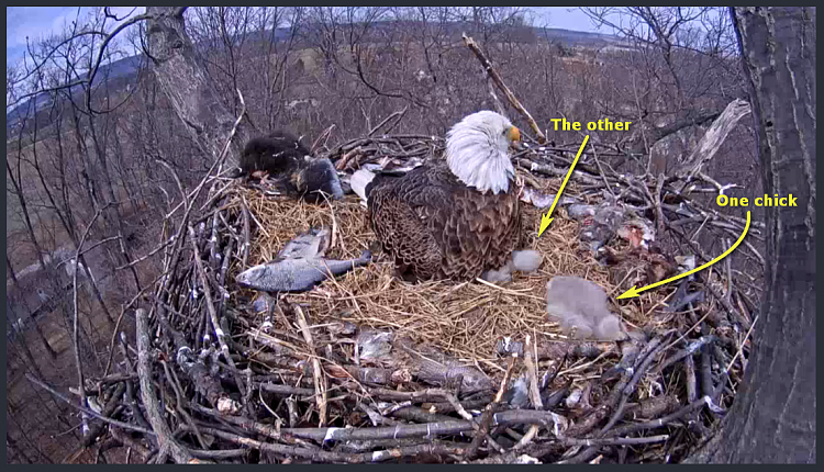 Live Bald Eagle Nest Cam-e39.png