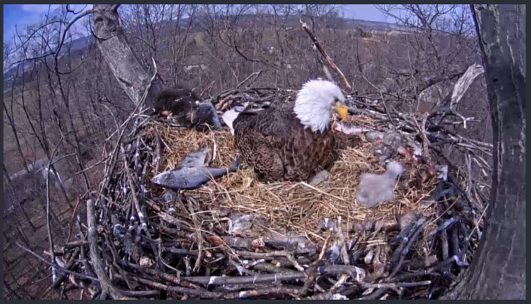 Live Bald Eagle Nest Cam-e40.png