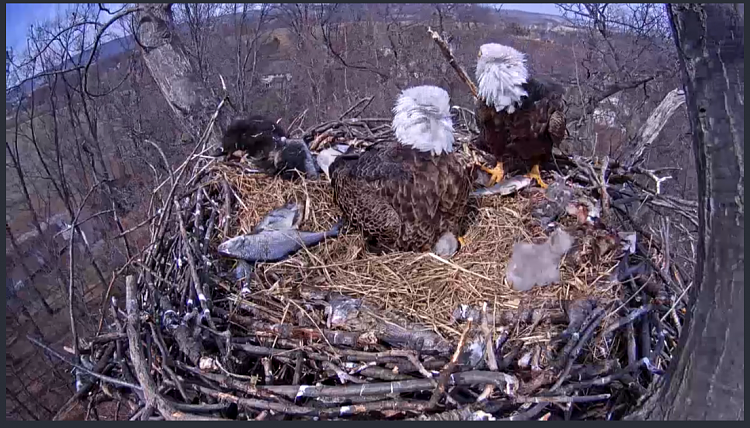 Live Bald Eagle Nest Cam-e41.png