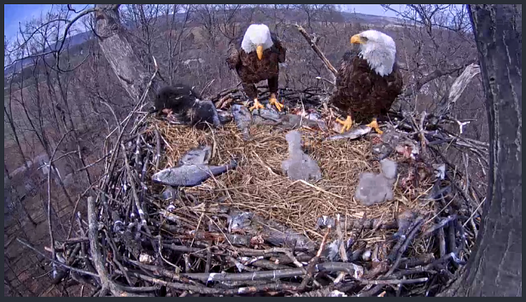 Live Bald Eagle Nest Cam-e42.png
