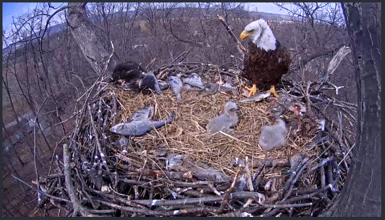 Live Bald Eagle Nest Cam-e43.png